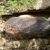 Ausflug 2017 047 wollschwein suhlend b
