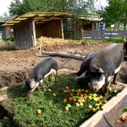 Ausflug 2017 072 wollschwein fressen b