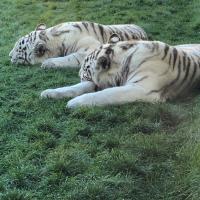 Img 4342 b