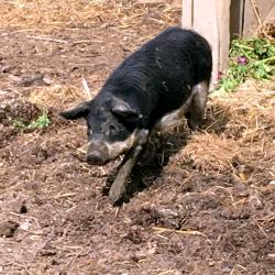 Img 6811 wollschwein b